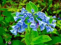 Virginia bluebell bare for sale  Delivered anywhere in USA 