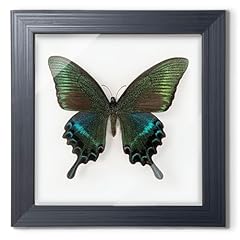 Itrixgan taxidermy framed for sale  Delivered anywhere in USA 