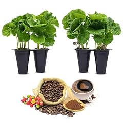 Coffee plant arabica for sale  Delivered anywhere in USA 