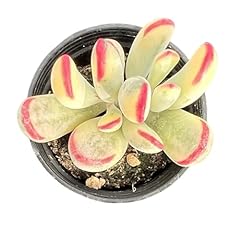 Sprout green cotyledon for sale  Delivered anywhere in USA 