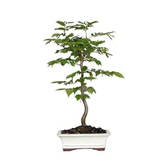Kentis bonsai carpino usato  Spedito ovunque in Italia 