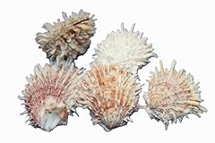 Natural spondylus seashell for sale  Delivered anywhere in USA 