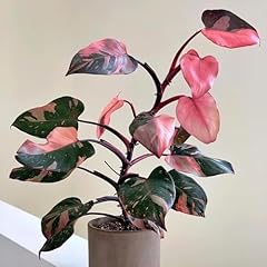Philodendron pflanze samen gebraucht kaufen  Wird an jeden Ort in Deutschland