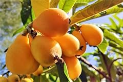 Loquat golden fruit for sale  Delivered anywhere in USA 