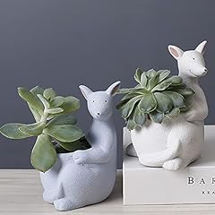 Pack kangaroo succulent for sale  Delivered anywhere in USA 