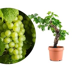 Rangerie exklusive vitis gebraucht kaufen  Wird an jeden Ort in Deutschland