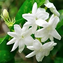 Gelsomino bianco jasminum usato  Spedito ovunque in Italia 