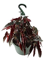 Generic flowerpotnursery angel for sale  Delivered anywhere in USA 