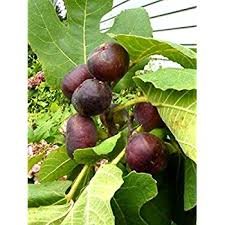 Hardy chicago fig for sale  Delivered anywhere in USA 