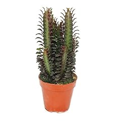 Exotenherz euphorbia trigona usato  Spedito ovunque in Italia 