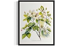 Flowering dogwood tree for sale  Delivered anywhere in USA 