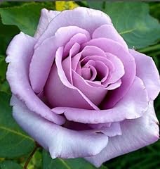 Rosa fragrant blue for sale  Delivered anywhere in UK