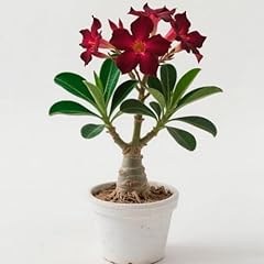 Desert rose plant for sale  Delivered anywhere in UK