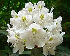 Rhododendron maximum rosebay for sale  Delivered anywhere in USA 