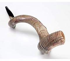 Kudu yemenite horn for sale  Delivered anywhere in UK