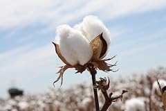 Cotton seed pure for sale  Delivered anywhere in USA 