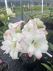 Amadeus amaryllis big for sale  Delivered anywhere in USA 