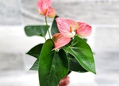Rare anthurium pink for sale  Delivered anywhere in USA 