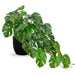 Dilatata fake plants for sale  Delivered anywhere in USA 