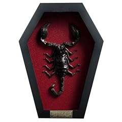 Real large scorpion for sale  Delivered anywhere in USA 