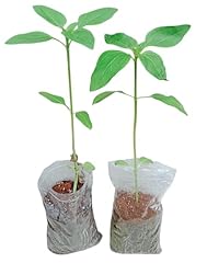 Sunflower plug plants for sale  Delivered anywhere in UK