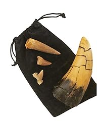 Fossil tooth gift for sale  Delivered anywhere in USA 