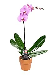 Kabloom flowers mother for sale  Delivered anywhere in USA 