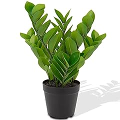 Hollyone zamioculcas zamiifoli usato  Spedito ovunque in Italia 