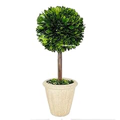 Natural preserved boxwood for sale  Delivered anywhere in USA 