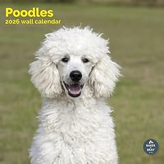 Baker bray poodle for sale  Delivered anywhere in UK