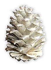 White pine cones for sale  Delivered anywhere in USA 