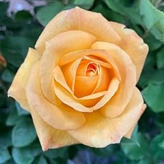 Yougarden rose faithful for sale  Delivered anywhere in UK