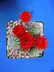 Peanut cactus echinopsis for sale  Delivered anywhere in USA 