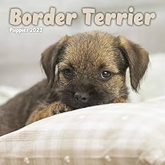 Border terrier puppies for sale  Delivered anywhere in UK