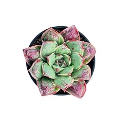 Sprout green echeveria for sale  Delivered anywhere in USA 