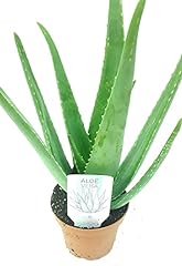 Medicinal aloe vera for sale  Delivered anywhere in Ireland