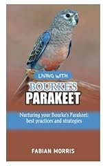 Living bourke parakeet for sale  Delivered anywhere in USA 