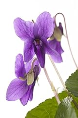 Viola dorata königin gebraucht kaufen  Wird an jeden Ort in Deutschland