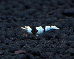 Crystal black shrimp for sale  Delivered anywhere in USA 