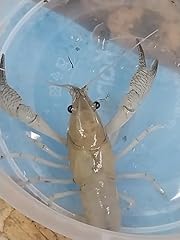 Live freshwater female for sale  Delivered anywhere in USA 