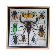 Real exotic taxidermy for sale  Delivered anywhere in USA 