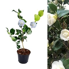 Camellia nobilissima plant for sale  Delivered anywhere in UK