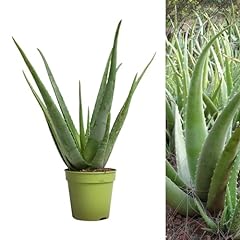 Aloe vera succulent for sale  Delivered anywhere in UK