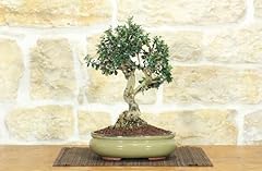 Bonsai olivastro usato  Spedito ovunque in Italia 