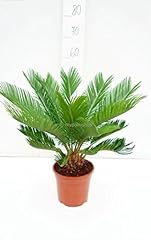 PflanzenFuchs Cycas Revoluta, palma giapponese, altezza totale: 60-80 cm, vaso: Ø 18 cm usato  Spedito ovunque in Italia 