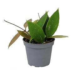 Indoor house plant for sale  Delivered anywhere in UK