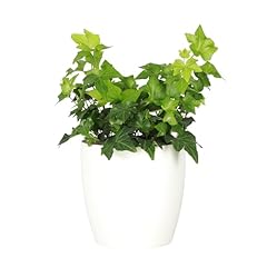 Thorsen greenhouse live for sale  Delivered anywhere in USA 