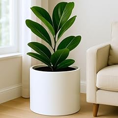 Fox fern 14.6 for sale  Delivered anywhere in USA 