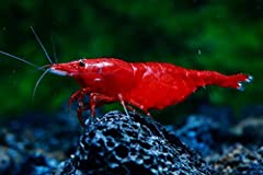 Used, 10 x Live Red Cherry Shrimp Aquarium Shrimp for sale  Delivered anywhere in UK