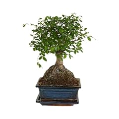 Bloomique bonsai zelkova gebraucht kaufen  Wird an jeden Ort in Deutschland